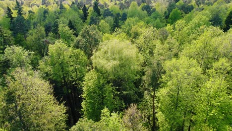 flying between the trees in the spring forest.