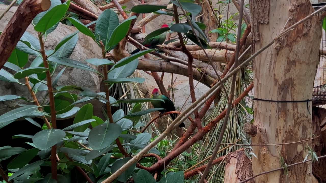 un pájaro con una cabeza roja es visible en un árbol