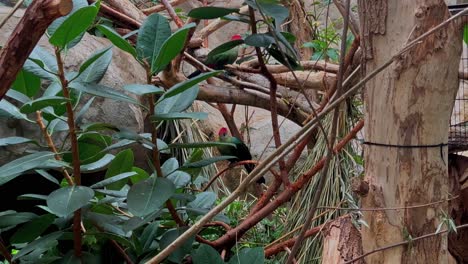 Un-Pájaro-Con-La-Cabeza-Roja-Es-Visible-En-Un-árbol