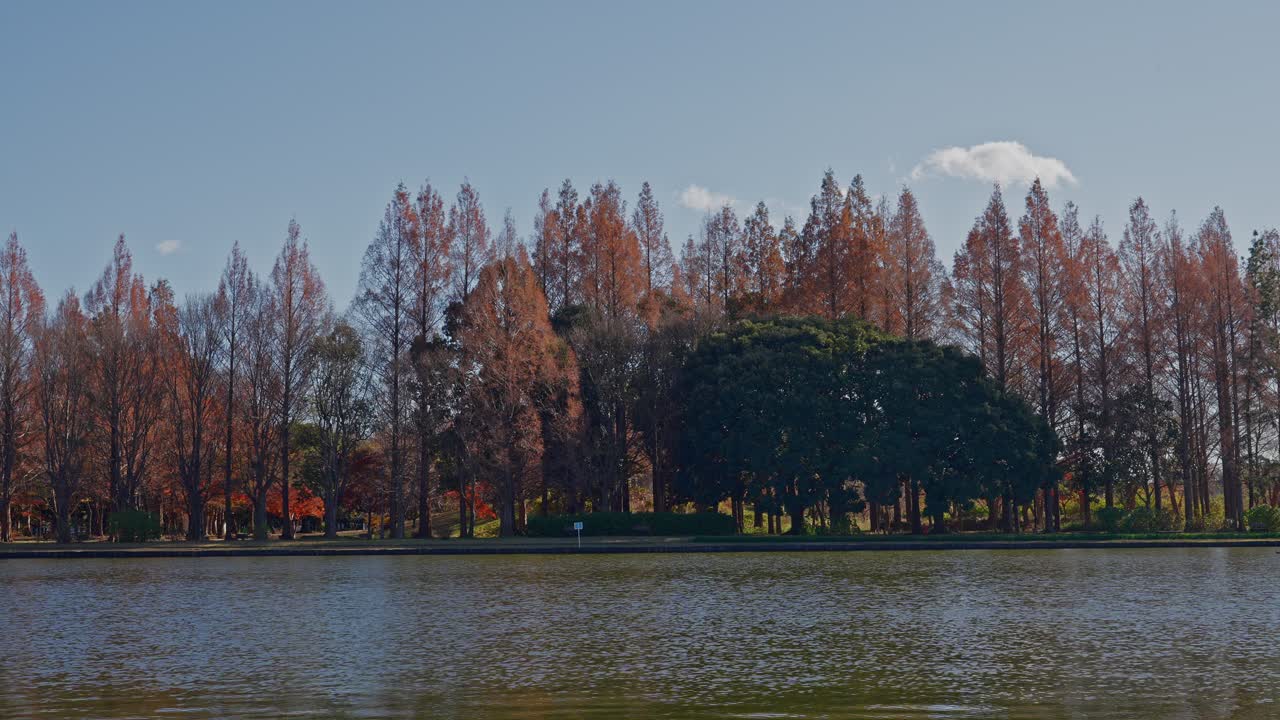 A panoramic view across the water in Mizumoto Park, showing the iconic rust-red Metasequoia grove standing tall under a clear blue autumn sky