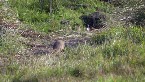 A-mongoose-looking-around-before-disappearing-into-the-tall-grass