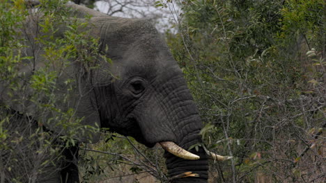 Primer-Plano-Desde-El-Costado-De-Un-Gran-Elefante-Africano-Con-Grandes-Colmillos-Alimentándose-De-Algunas-Ramas,-Desde-El-Costado