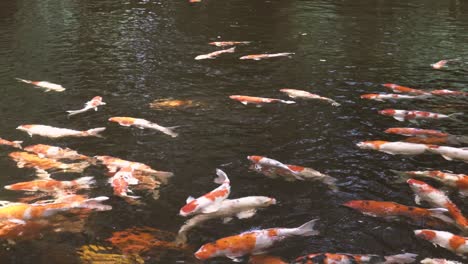 koi fish swim in a big garden pond