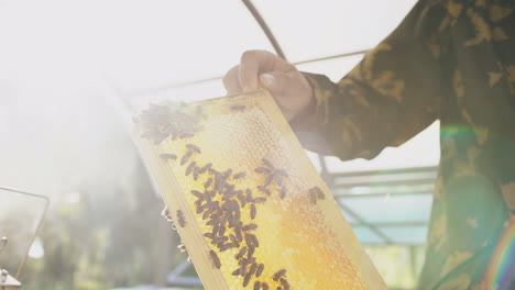 beekeeper inspecting honeycomb frame