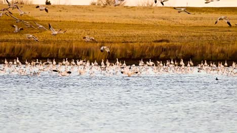 gansos de nieve y ánades reales despegando del lago en la última luz en la región wheatland de alberta