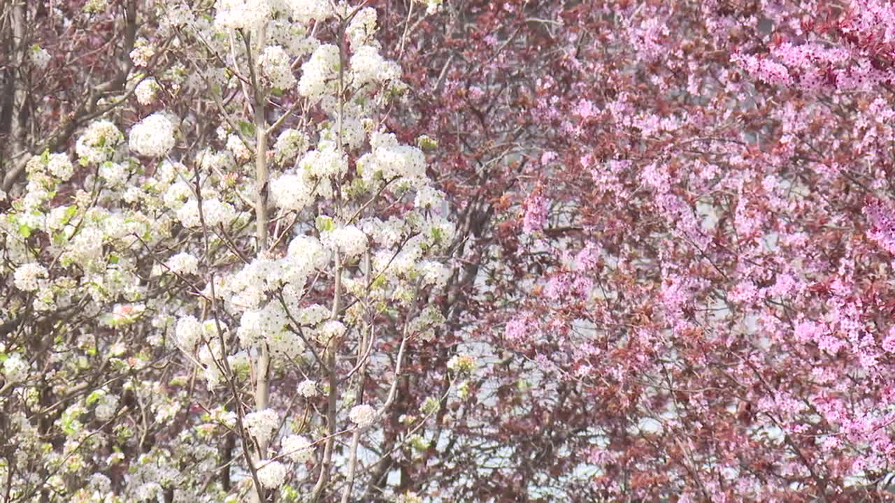 Spring Bloom of White and Pink Blossoms