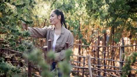 woman inspecting cannabis plants in a greenhouse