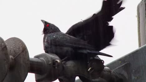 cámara lenta: un grupo de pájaros de ojos rojos disfrutando de la lluvia en la parte superior de un poste de electricidad en la ciudad de cebú, filipinas