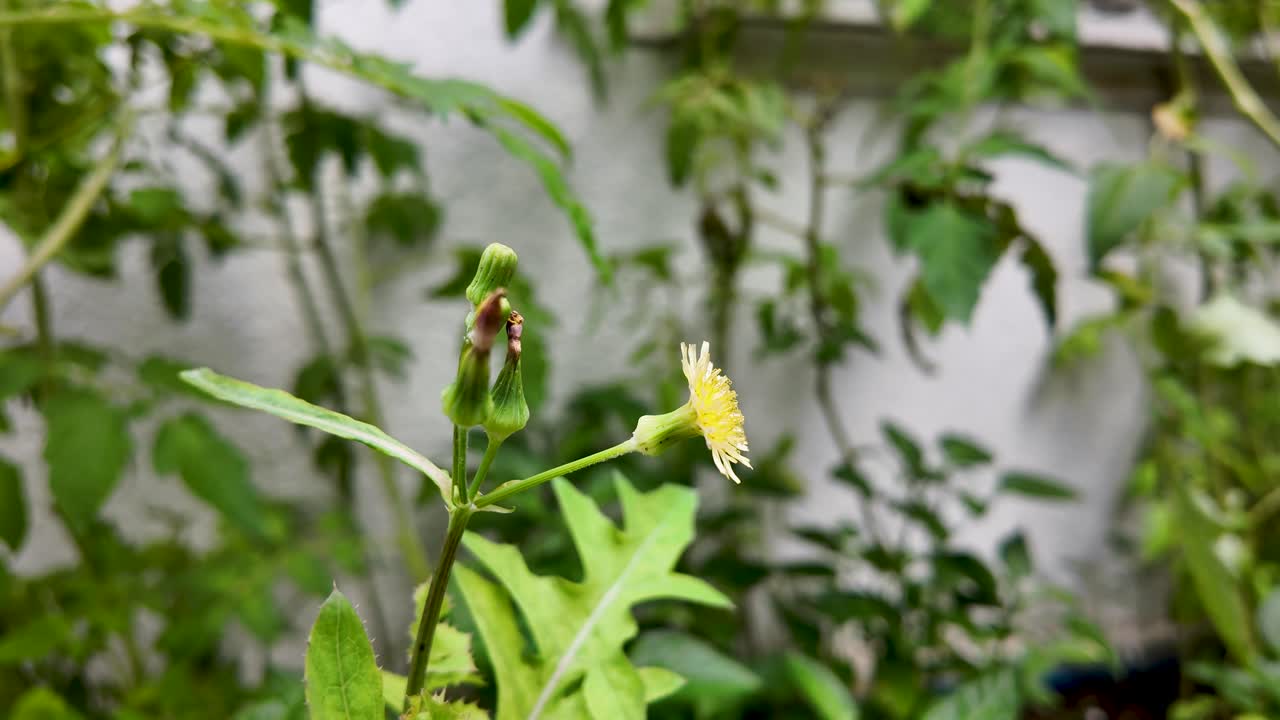 Close up Fresh small yellow flower on green plants blur background