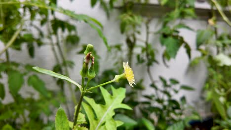 close up fresh small yellow flower on green plants blur background
