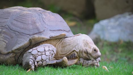 big turtle in green grass. a large tortoise tries to feed on green grass. a large seychelles turtle in the reserve