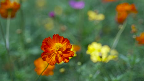 Primer-Plano-De-La-Hermosa-Flor-De-Naranja-Ondeando-Lentamente-En-El-Viento-Contra-El-Telón-De-Fondo-De-Nuestro-Campo-De-Flores-Borroso