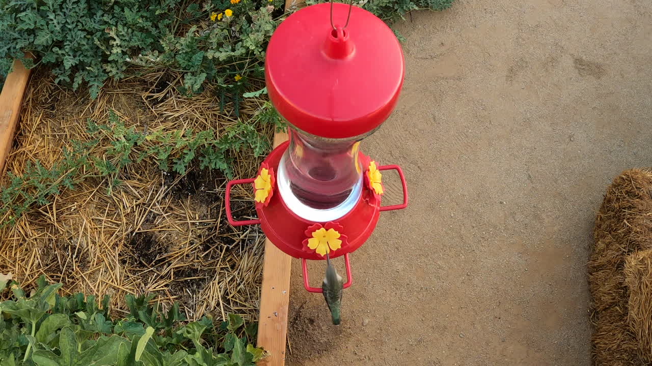 먹이통에 앉아 설탕물을 마시는 암컷 검은 턱 벌새의 모습을 내려다보고 있습니다.