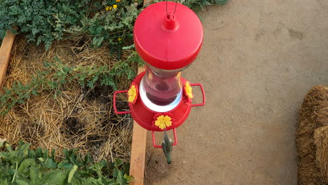 mirando hacia abajo la vista de un colibrí de barbilla negra hembra bebiendo agua azucarada mientras se encuentra encaramado en un alimentador