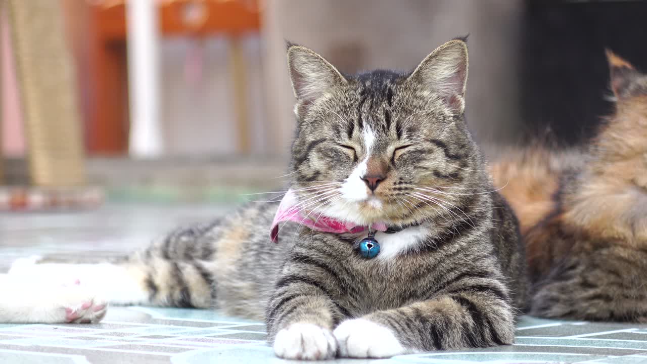 가까이에서 잠자는 고양이