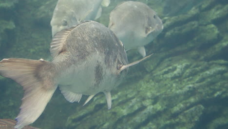 cerca de doradas rojas nadando en el acuario sendai umino-mori en japón