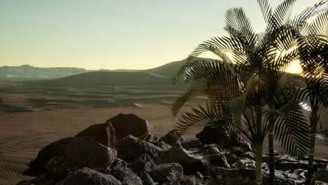 palms-in-desert-at-sunset