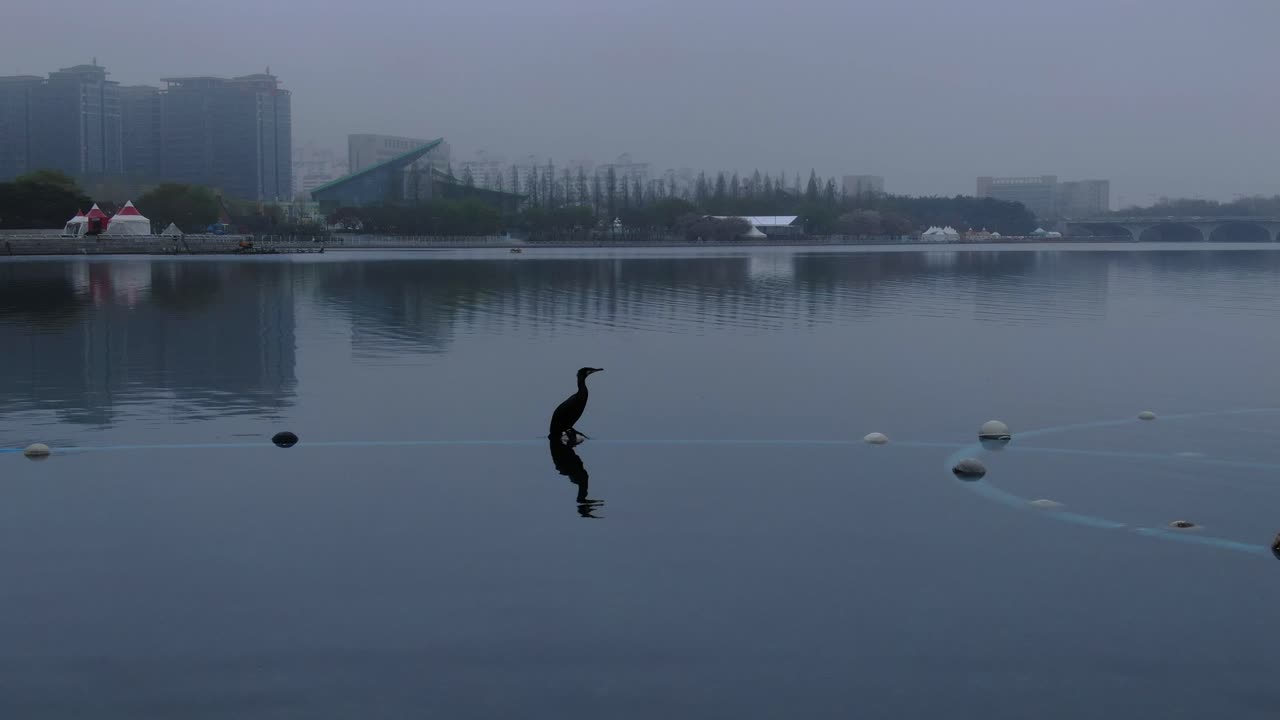 호수에서 쉬고 있는 새
