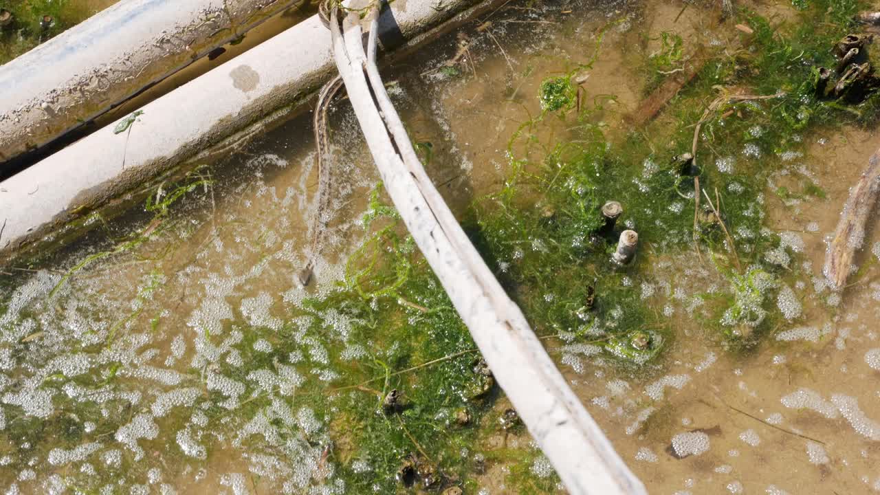 Curious snake approaching the videographer