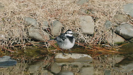 black-backed wagtail standing on a rock in river preening and shaking its body