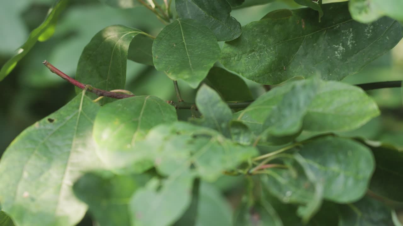 hojas de un árbol local con marcas de mordeduras de insectos