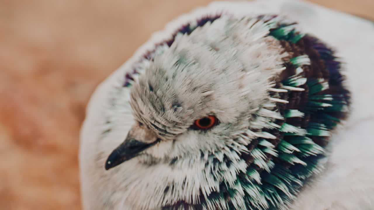 Close up o fa fluffy pigeon perched on a warm colored rock near the sea