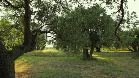 Olivenbaum-Von-Links-Nach-Rechts-Schieben