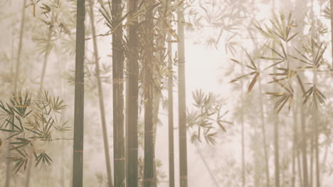 a serene bamboo grove engulfed in mystical fog