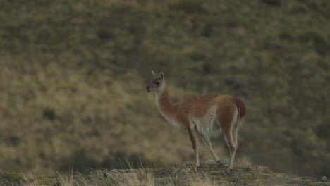 guanaco se aleja del mirador en sudamérica