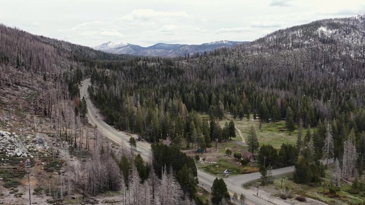 Strada di montagna con auto che attraversano un'area forestale vicino a Sierra Tahoe, California, che mostra un mix di alberi verdi e tronchi bruciati dagli incendi boschivi durante il giorno negli USA. Ampia ripresa aerea in salita