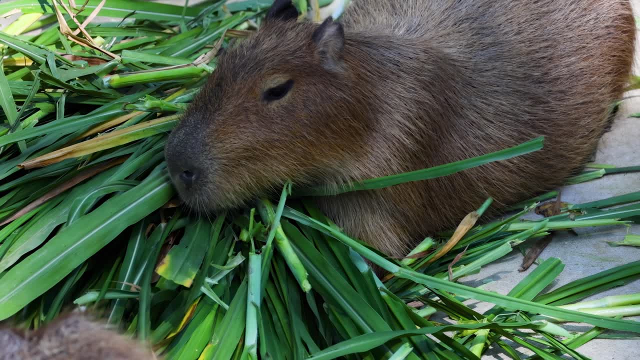 A capybara munches on a pile of fresh green leaves, captured in a serene moment.