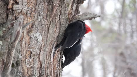 Pájaro-Carpintero-Magallánico-Alimentando-A-Sus-Crías-Mientras-Se-Posa-En-Un-árbol-En-El-Bosque-Patagónico