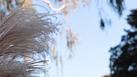 ornamental grass swaying gently in the breeze