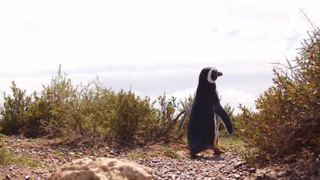 Toma-De-Seguimiento-A-Nivel-Del-Suelo-De-Un-Pingüino-Saliendo-De-Los-Arbustos-Sobre-La-Playa-De-Arena-Marrón.