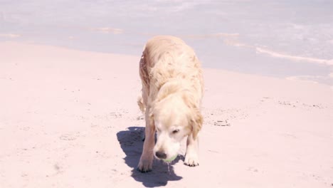 perro mojado en la playa