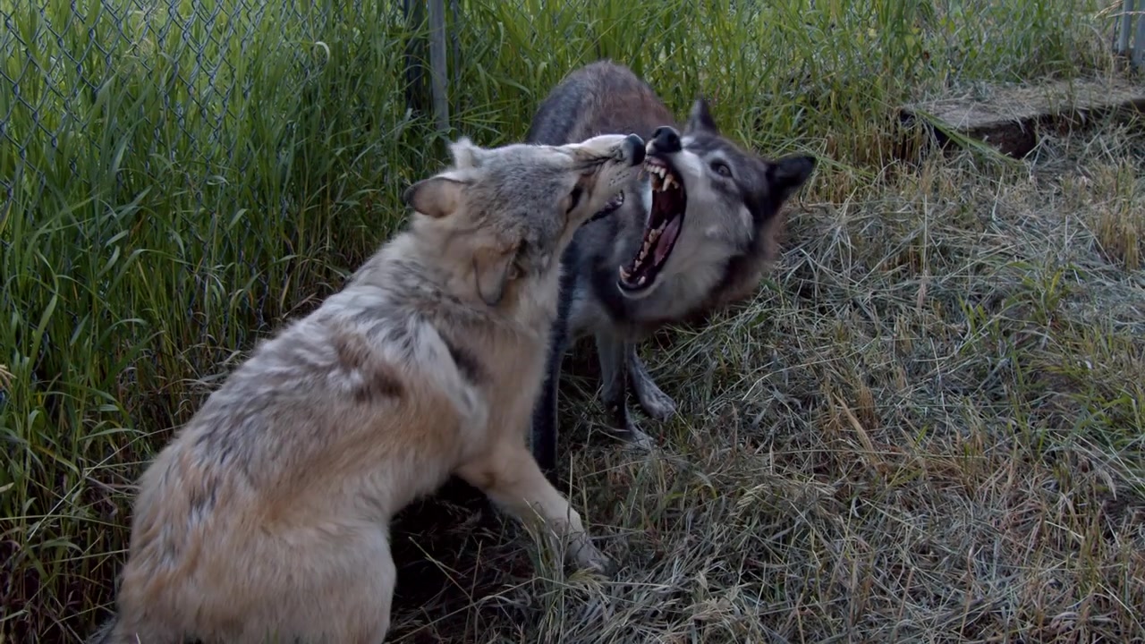 A grey wolf named Koa.