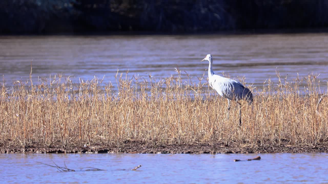 뉴멕시코 앨버커키의 왜가리 새