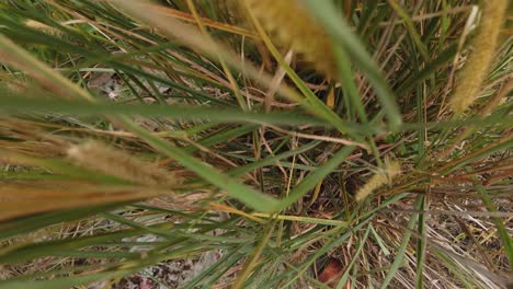 slow-motion-view-from-top-of-grass-blown-by-wind