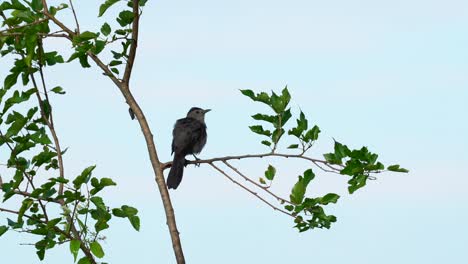 a catbird sitting on a branch preening its feathers