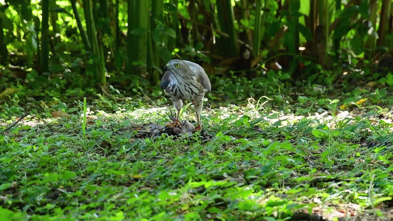 shikra alimentándose de otro pájaro en el suelo, esta ave de rapiña atrapó un pájaro para desayunar y estaba ocupado comiendo, luego se asustó y se fue