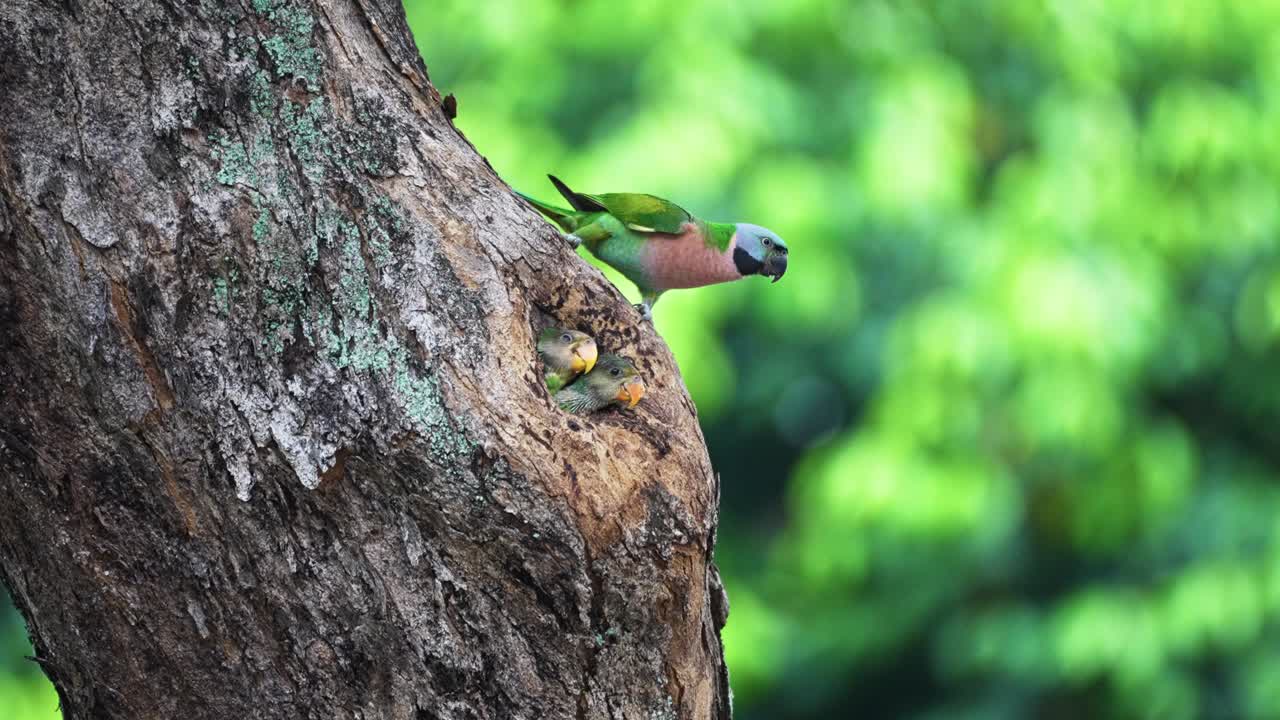Parrocchetto dal petto rosso che nutre i piccoli nel loro nido in un buco d'albero. Scatto con messa a fuoco selettiva.