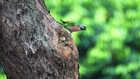 red-breasted parakeet feeding babies in their tree-hole nest. selective focus shot