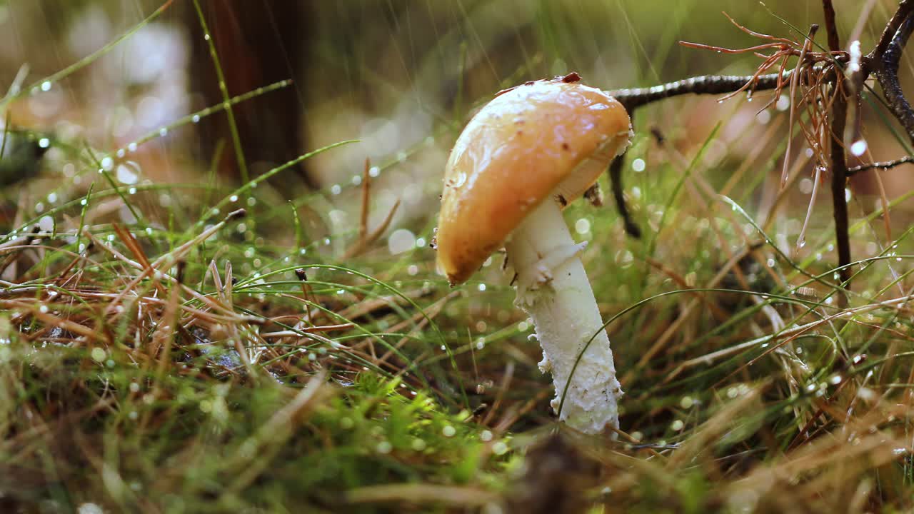 Amanita muscaria, Fly agaric Mushroom In a Sunny forest in the rain.