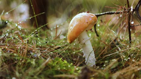 amanita muscaria, hongo agarico volador en un bosque soleado bajo la lluvia.