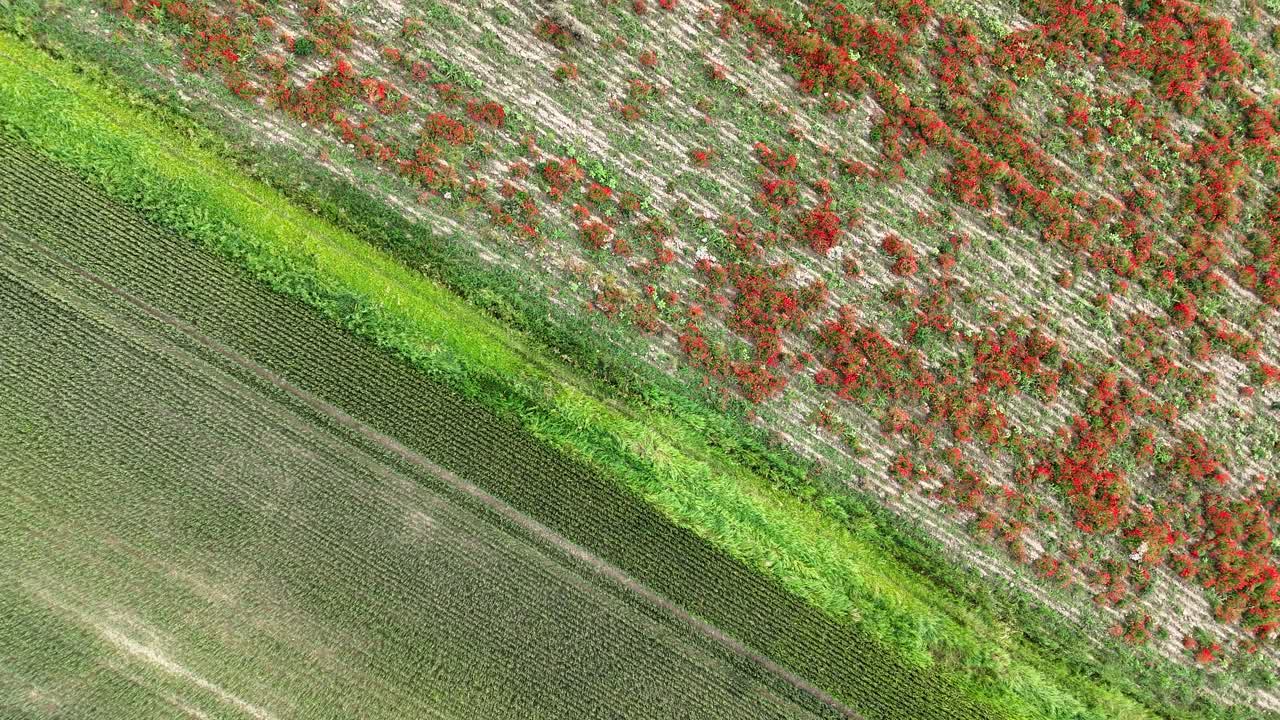 Red poppies border green crop rows in an agricultural field, creating striking diagonal patterns of color, captured in angled aerial shot