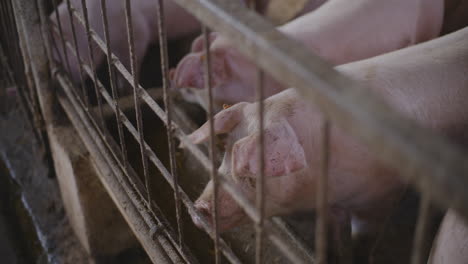 pigs in a farm pen