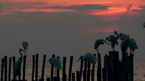 The-Great-Egret,-also-known-as-the-Common-Egret-or-the-Large-Egret