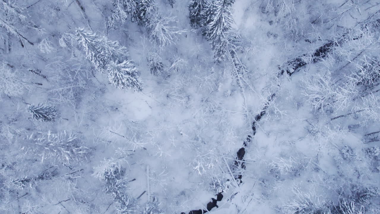 video aereo 4k della foresta naturale settentrionale in inverno dopo la tempesta di neve