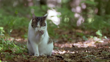 primer plano de lindo gato blanco lamiendo patas al aire libre en el bosque y mirando a la cámara