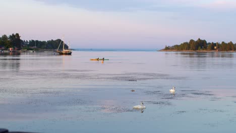 twee kajaks en twee zwanen in de zweedse archipel